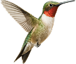 sber-bird.png