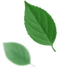 leaves-left.png