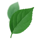 leaves-right.png